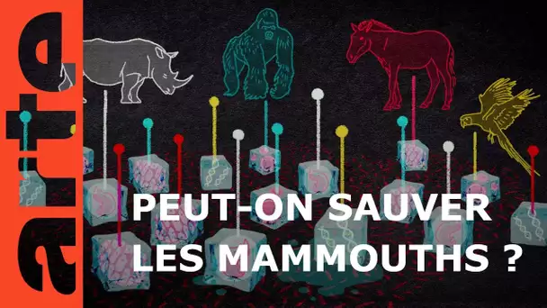 Et si on ressuscitait les mammouths ? - ARTE