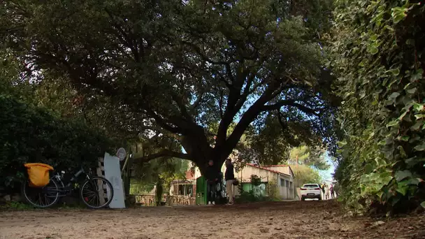 Tension autour du chêne remarquable de Castelnau-le-Lez dans l'Hérault