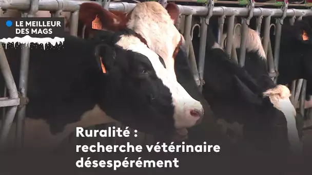 Le meilleur des mags 2022 : recherche vétérinaire rural désespérément