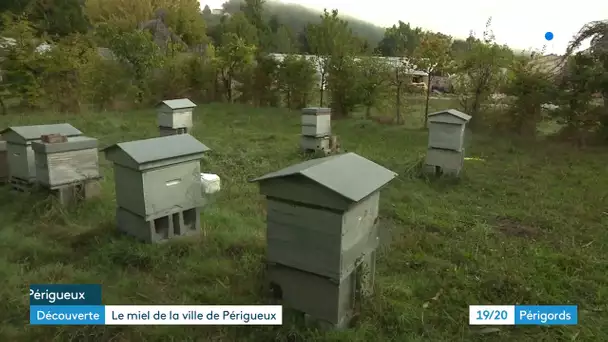 La récolte de miel est bonne aux serres municipales de Périgueux