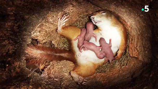 Naissance de bébés écureuils en direct - ZAPPING SAUVAGE