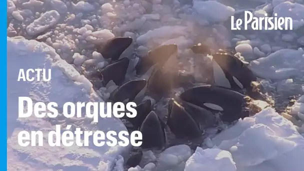 Japon : une dizaine d’orques piégées par la glace luttent pour leur survie