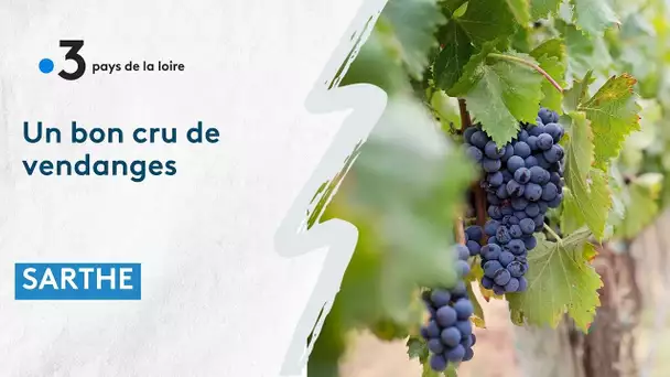 Sarthe: vendanges, 2022 sera un bon cru