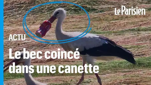 Une cigogne filmée avec le bec coincé dans une canette de Coca depuis 7 jours