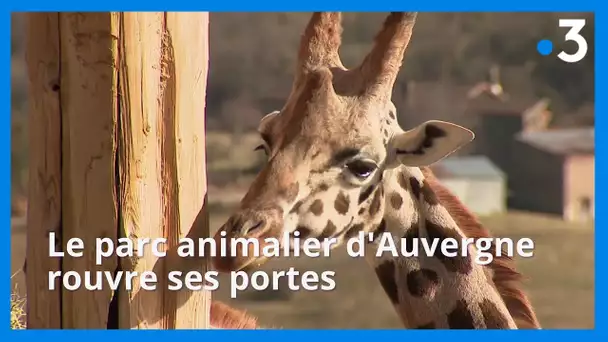 Quand le beau temps ravit les animaux du parc animalier d’Auvergne