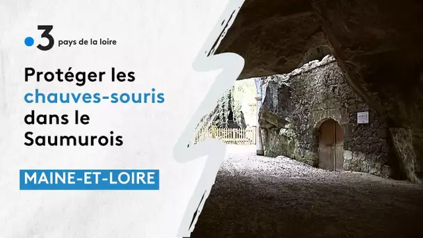 La LPO et le parc régional Loire Anjou Touraine à la rescousse des chauves-souris dans le Saumurois