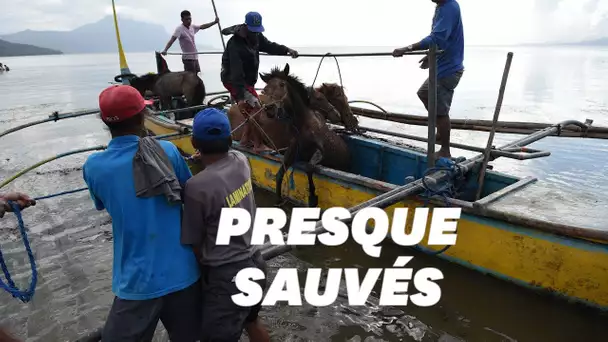 Aux Philippines, des habitants ont risqué leur vie pour sauver des chevaux