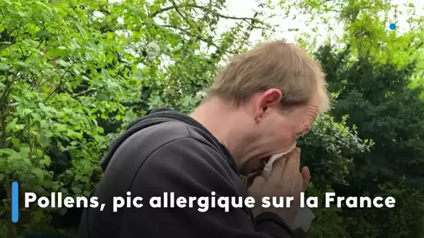 Pollens, pic allergique sur la France