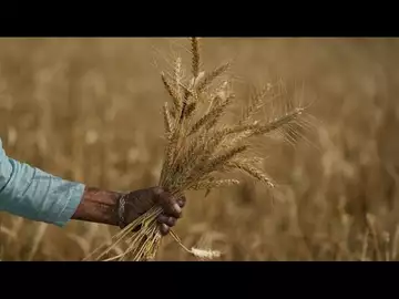L'Inde prête à exporter son blé pour pallier la pénurie due à la guerre en Ukraine