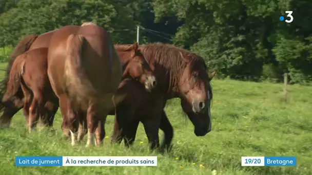 A Briec-de-l'Odet (Finistère), l'une des rares fermes en France à produire du lait de jument