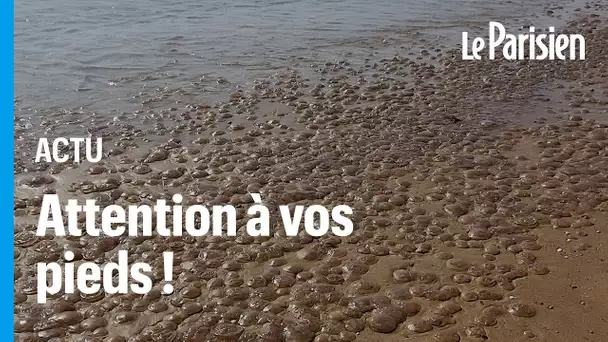 Des milliers de méduses échouées sur les plages de l'Atlantique