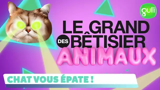 🚨 LOLCATS I Le grand bêtisier des animaux : Chat vous épate ? 😹