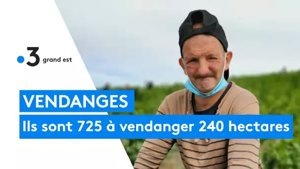 Vendanges : Aÿ, une maison embauche 25% de vendangeurs supplémentaires