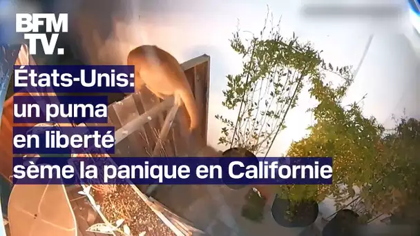 Californie (États-Unis): un puma sème la panique dans un quartier résidentiel