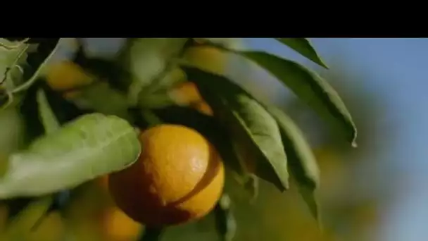 MEDITERRANEO – En Croatie, les mandarines de la vallée de Neretva