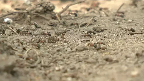 Les fourmis de Corrèze sont recensées