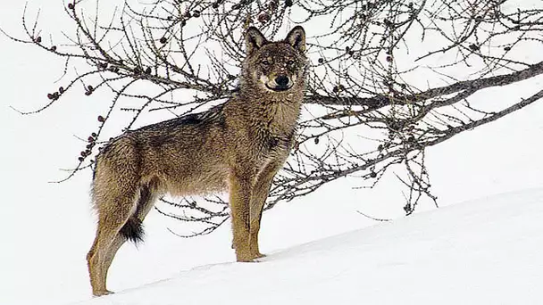 LA VALLÉE DES LOUPS Bande Annonce (Documentaire - 2017)