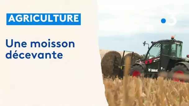 Agriculture : une moisson décevante dans l'Avesnois