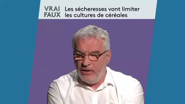 Vrai ou faux : les sécheresses vont limiter les cultures de céréales