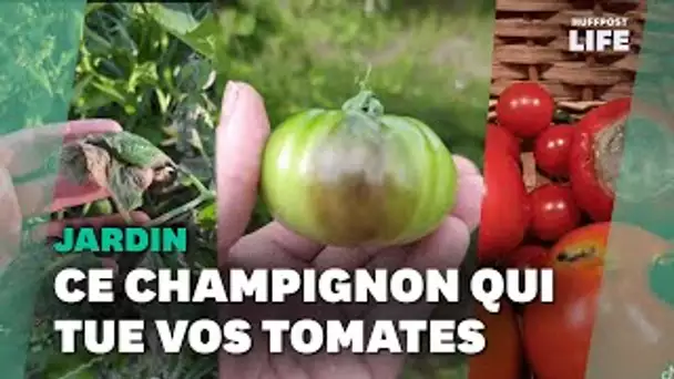 Avec le mildiou, les jardiniers amateurs en ont gros sur la tomate