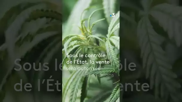 Vers une légalisation du cannabis en Allemagne ? 🚬