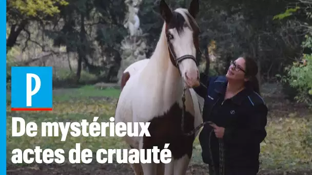 Chevaux mutilés : « Le pire, c’est de ne pas avoir d’explications »