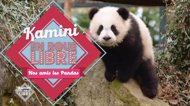 Loir-et-Cher : Kamini rencontre nos amis les Pandas