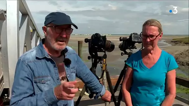 Berck-sur-Mer : les phoques, l'incontournable du littoral