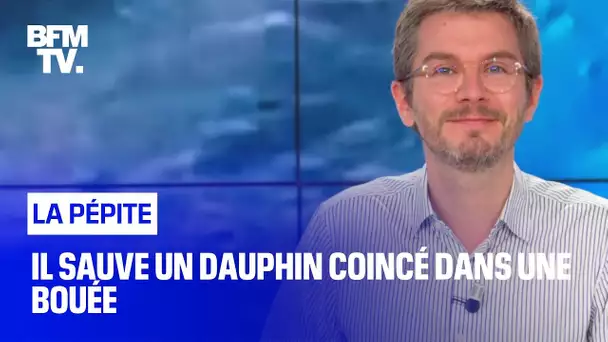 Il sauve un dauphin coincé dans une bouée