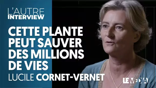 Cette plante peut sauver des millions de vies (et l'OMS n'en veut pas)