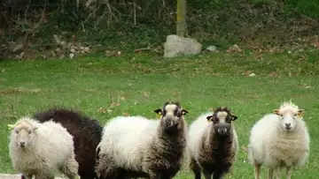 L'annonce insolite d'un agriculteur sur Le Bon Coin