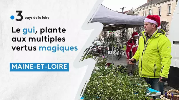 Le gui, la plante du nouvel an