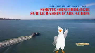 Balade ornithologie autour du Bassin d'Arcachon