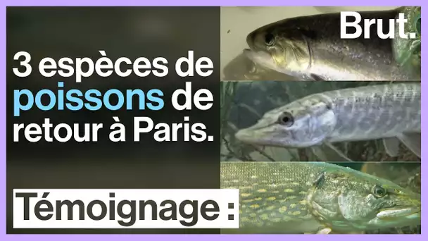 3 espèces de poissons de retour à Paris