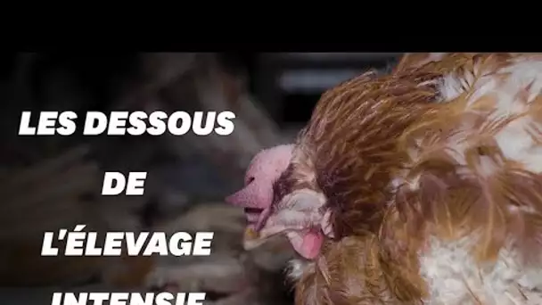 L214 et 30 Millions d'Amis épinglent le plus grand producteur d'œufs français
