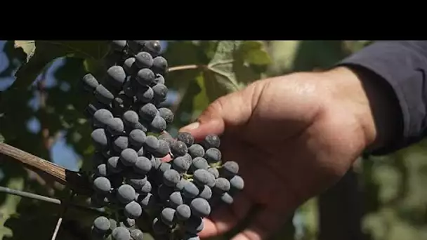 Comment des migrants allemands ont développé la viticulture en Azerbaïdjan