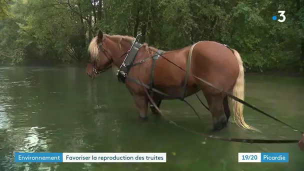 Le décolmatage de frayères à truites avec un cheval pour favoriser leur reproduction