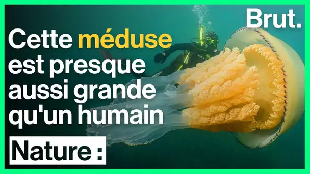 Une méduse géante observée dans la Manche