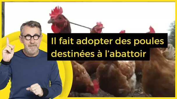 Il fait adopter des poules destinées à l’abattoir - C Jamy