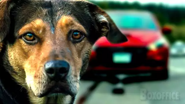 Un chien perdu traverse l'autoroute 😨 | L'Incroyable aventure de Bella | Extrait VF