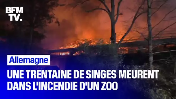 Une trentaine de singes meurent dans l'incendie d'un zoo en Allemagne
