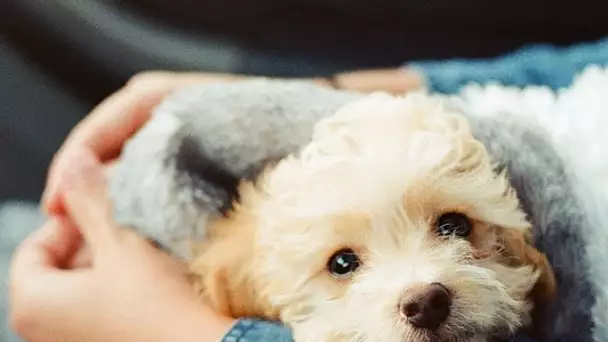 A New York, la mairie prévoit de calmer le stress des écoliers avec des chiens