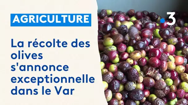 En Provence, la récolte des olives 2023 s'annonce exceptionnelle