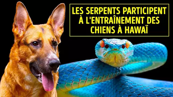 Il n'y a pas de serpents à Hawaii, exceptés ceux qui aident le gouvernement