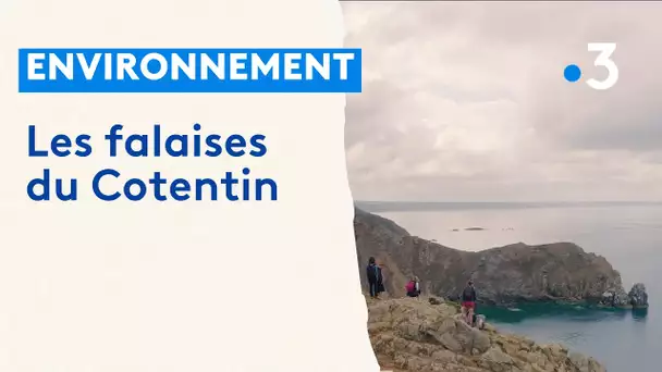 Environnement. Les falaises du Cotentin