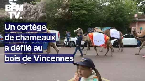 Une cinquantaine de chameaux a défilé au bois de Vincennes ce samedi après-midi