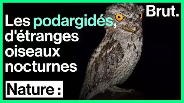 "Bouche de grenouille", c'est le nom de ce drôle d'oiseau nocturne