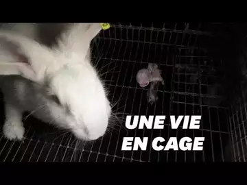 L214 dévoile les conditions de vie épouvantables des lapins en cage