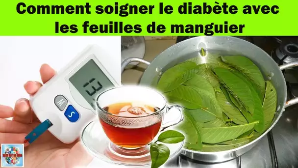 Comment soigner le diabète avec les feuilles de manguier