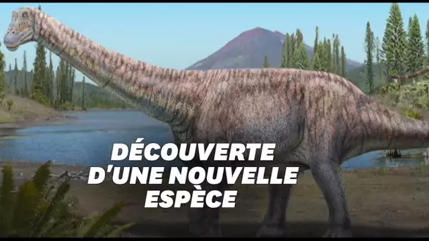 Le Chili découvre une nouvelle espèce de dinosaure l'"Arackar licanantay"